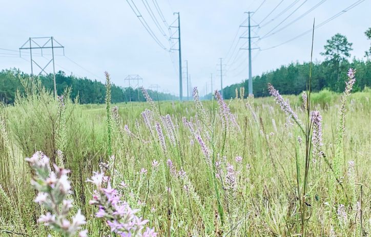 large field containing wildflowers and utility poles